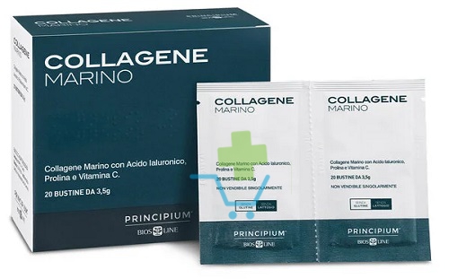 PRINCIPIUM COLLAG MAR 20BUST